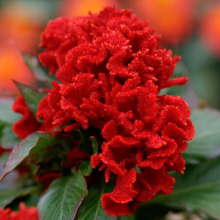 Chief Red, Celosia Seeds - Packet image number null